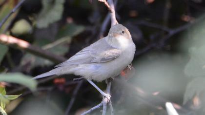 Eastern Olivaceous Warbler