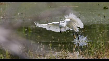 Little Egret