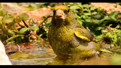 European Greenfinch