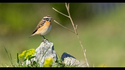 Whinchat