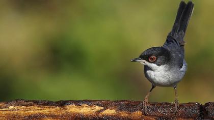 Sardinian Warbler