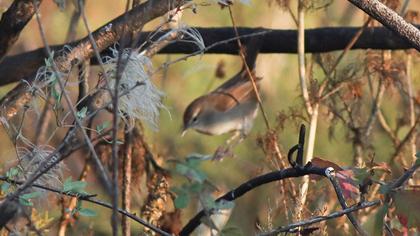 Cetti`s Warbler