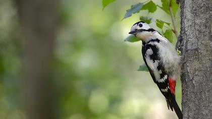 Syrian Woodpecker