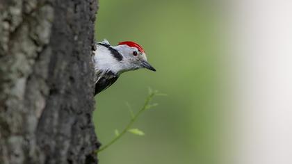 Middle Spotted Woodpecker