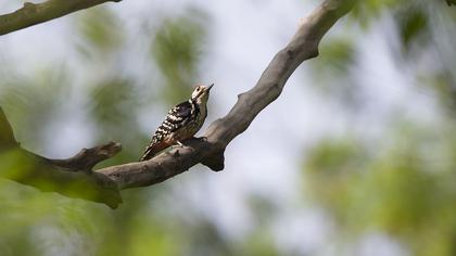 White-backed Woodpecker