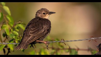 Common Starling