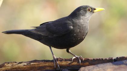 Common Blackbird