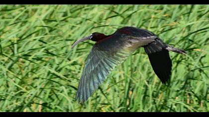 Glossy Ibis