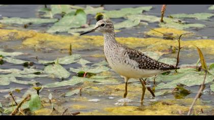 Wood Sandpiper