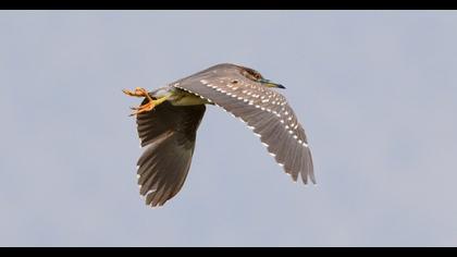 Black-crowned Night Heron