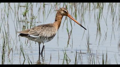 Black-tailed Godwit