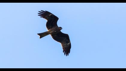 Black Kite
