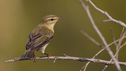 Willow Warbler