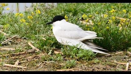 Gull-billed Tern