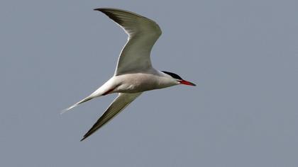 Common Tern