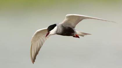Whiskered Tern