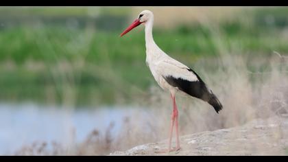 White Stork