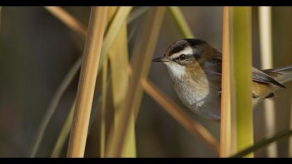 Moustached Warbler