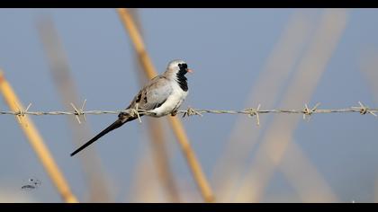Namaqua Dove