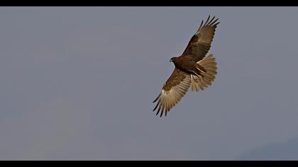 Western Marsh Harrier