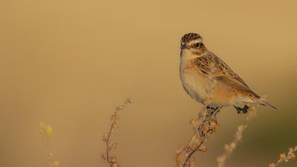 Whinchat