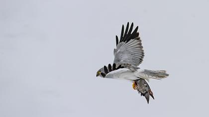 Hen Harrier