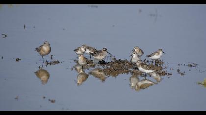 Broad-billed Sandpiper