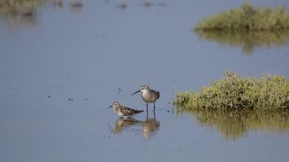 Curlew Sandpiper