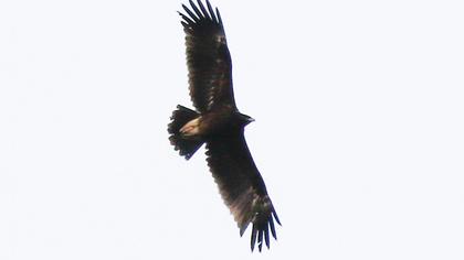 Greater Spotted Eagle