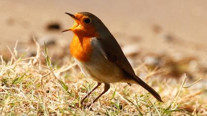 European Robin