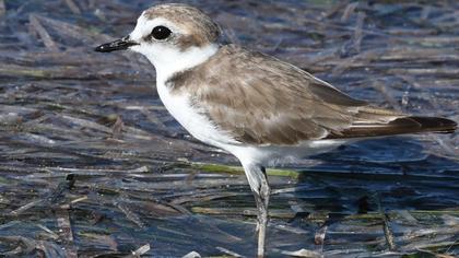 Kentish Plover