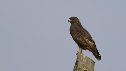 Common Buzzard