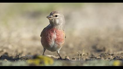 Common Linnet