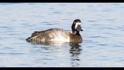 Greater Scaup
