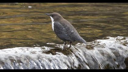 White-throated Dipper