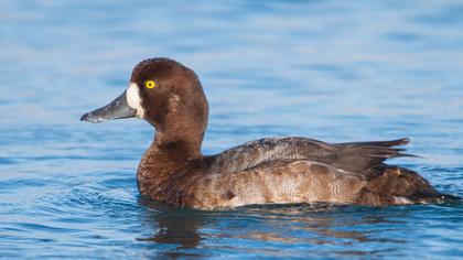 Greater Scaup