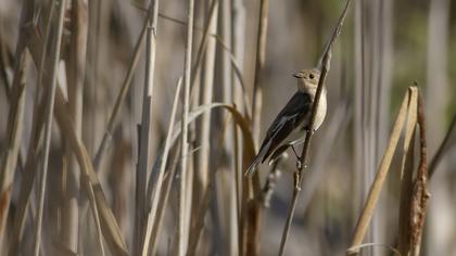 European Pied Flycatcher