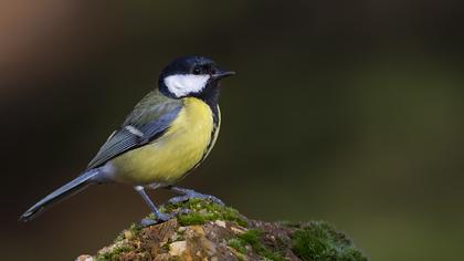 Great Tit