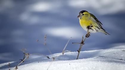 Eurasian Siskin