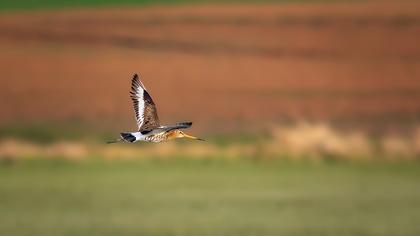 Black-tailed Godwit