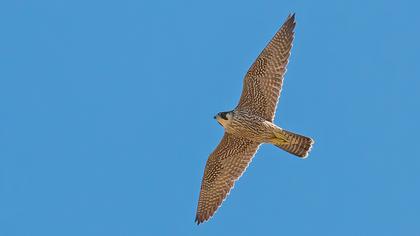 Peregrine Falcon