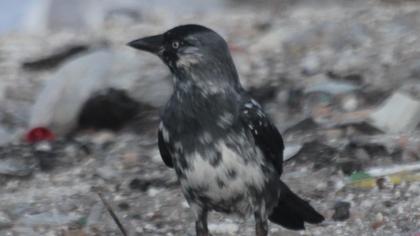 Western Jackdaw