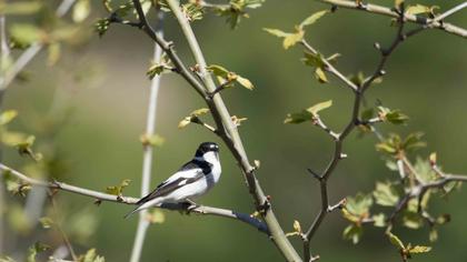 Semicollared Flycatcher