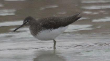 Green Sandpiper