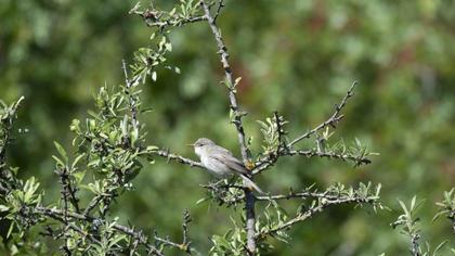 Olive-tree Warbler