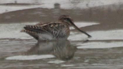 Common Snipe