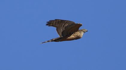 Northern Goshawk