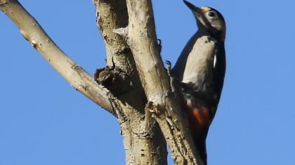 Syrian Woodpecker