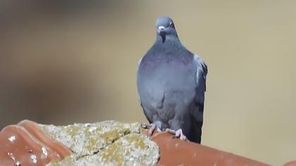 Rock Dove
