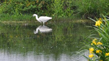 Little Egret